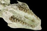 Fossil Oreodont (Merycoidodon) Skull - Wyoming #174372-4